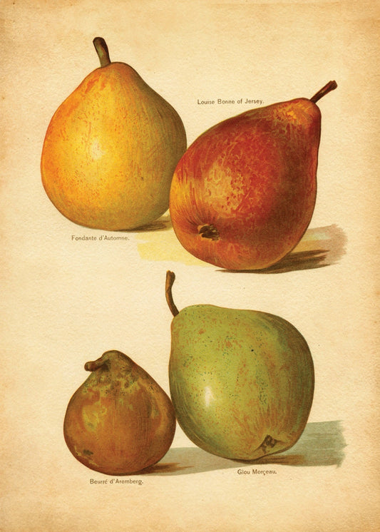 Pears Print – antique art print from Ninska Designs