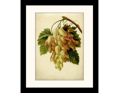 Grapes Print