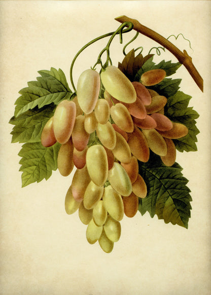 Grapes Print ‚Äì antique art print from Ninska Designs
