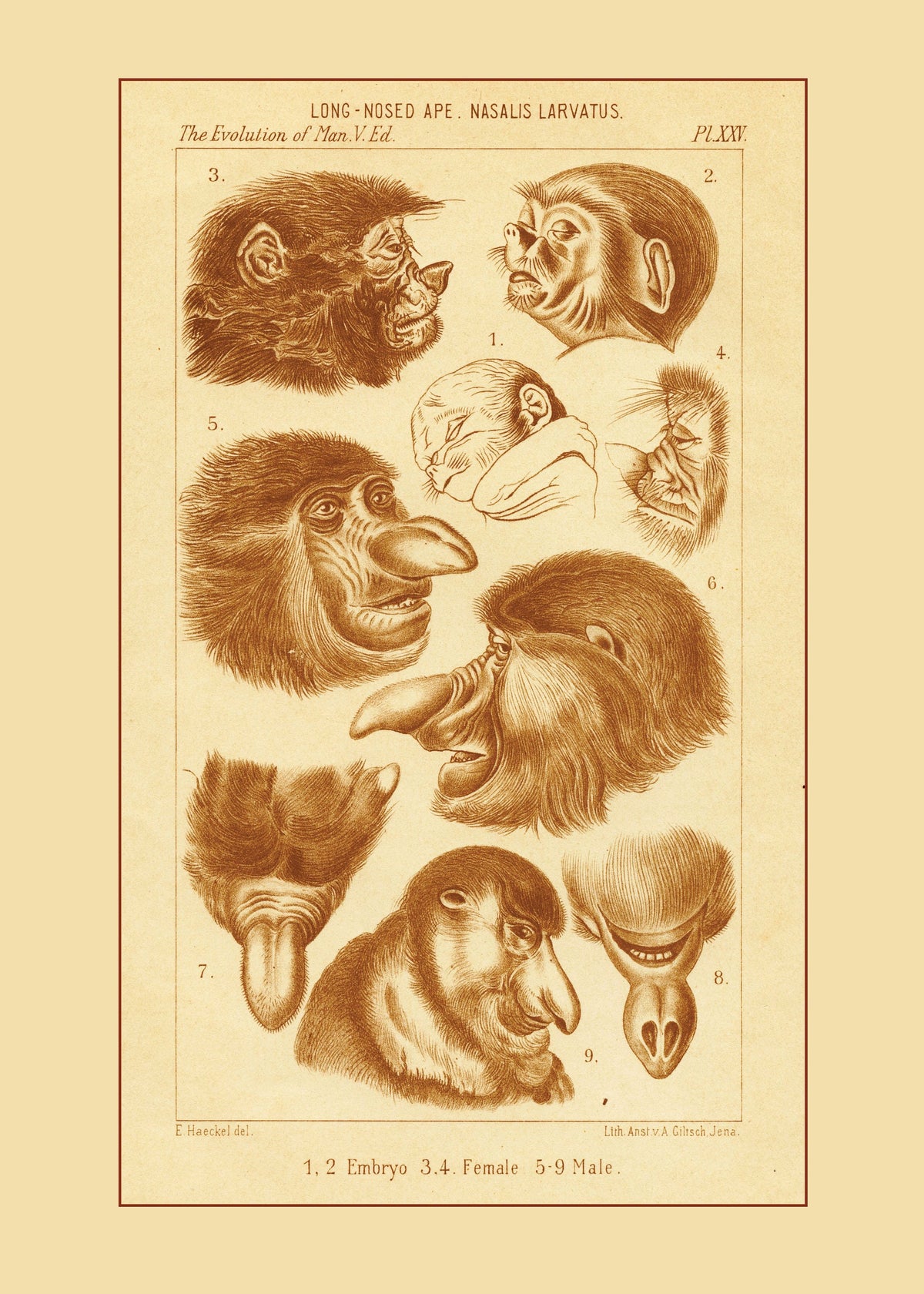Proboscis Monkey Print ‚Äì antique art print from Ninska Designs