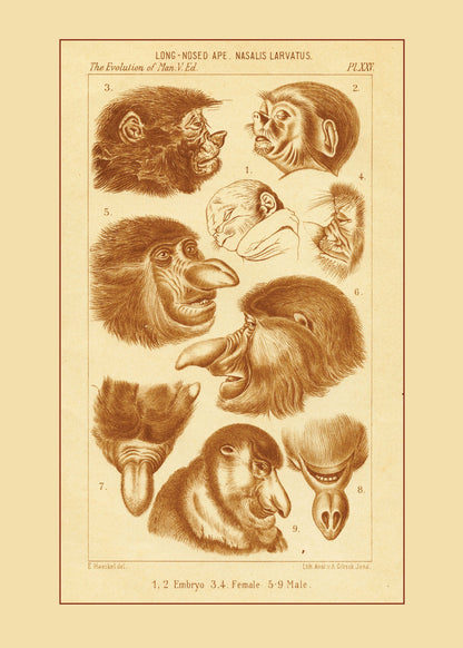 Proboscis Monkey Print ‚Äì antique art print from Ninska Designs
