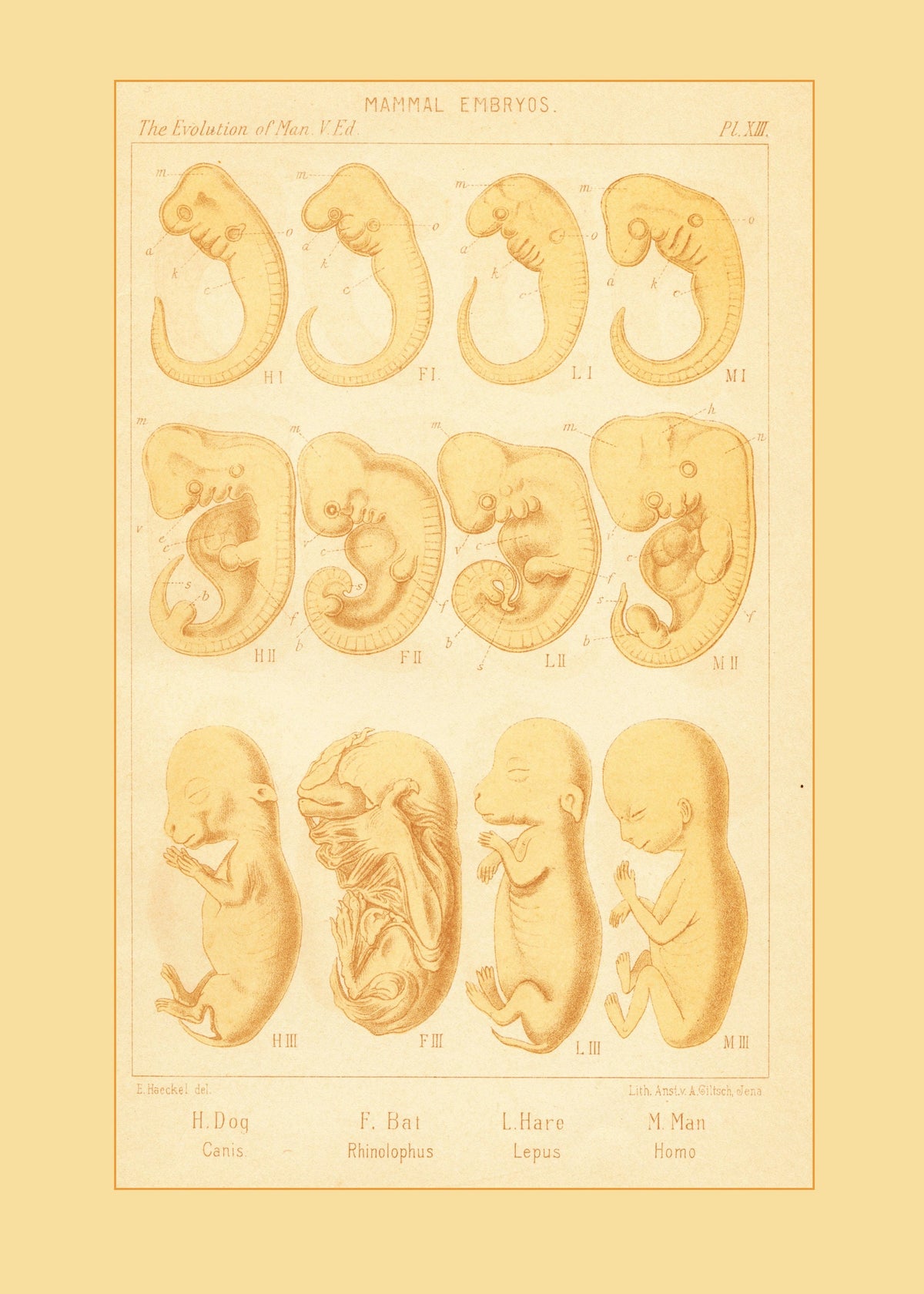 Mammal Embryos Print