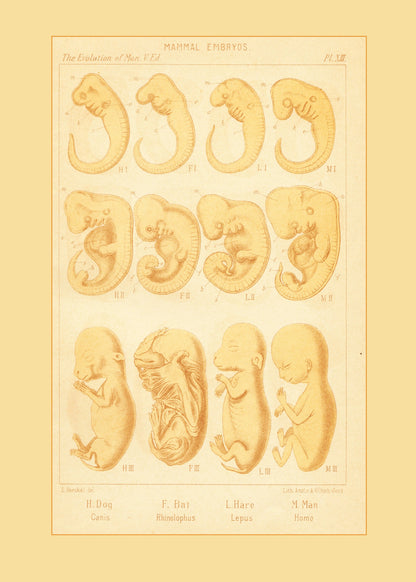 Mammal Embryos Print