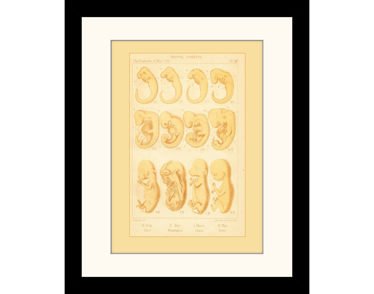 Mammal Embryos Print