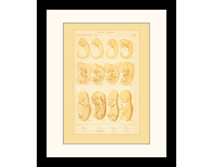 Mammal Embryos Print