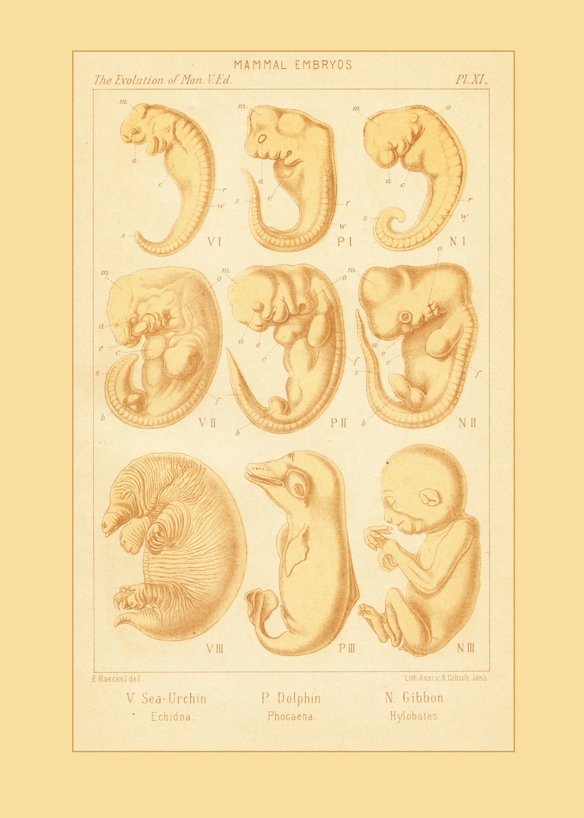 Mammal Embryos Print