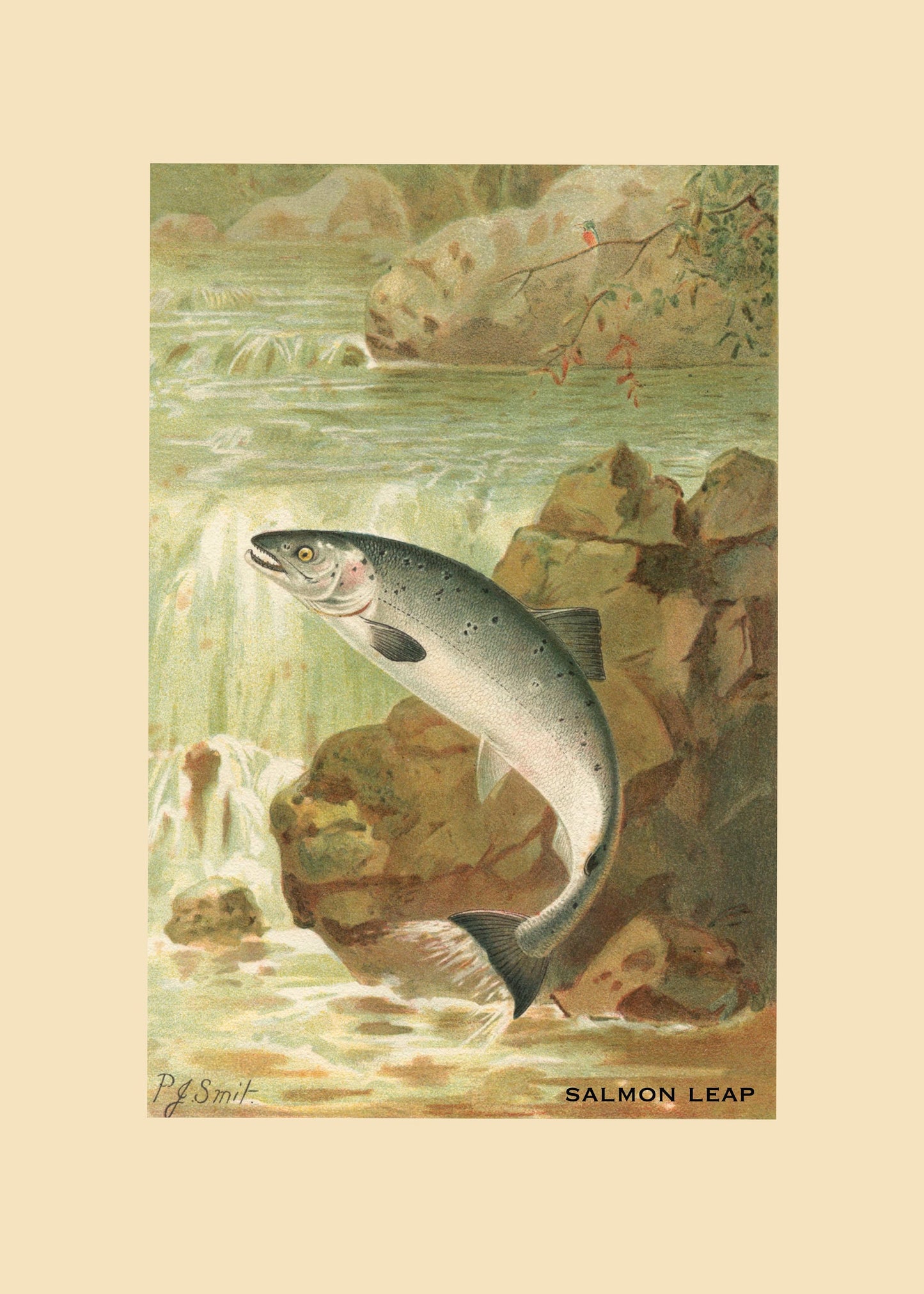 Salmon Leap Print – antique art print from Ninska Designs