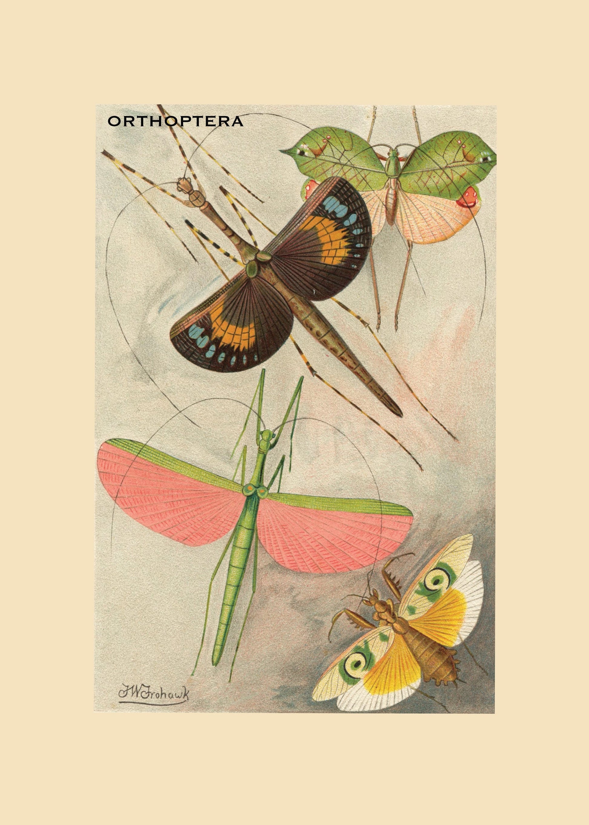 Orthoptera Print – antique art print from Ninska Designs