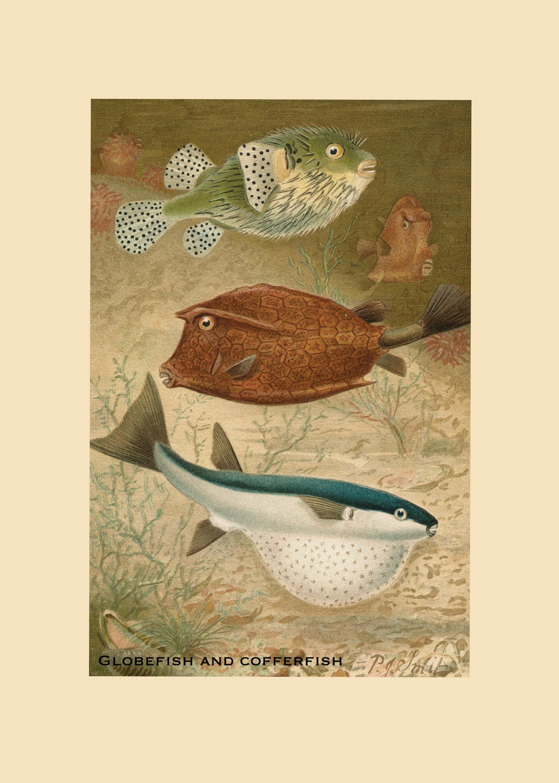 Globefish and Cofferfish Print – antique art print from Ninska Designs