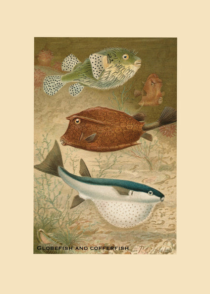 Globefish and Cofferfish Print – antique art print from Ninska Designs