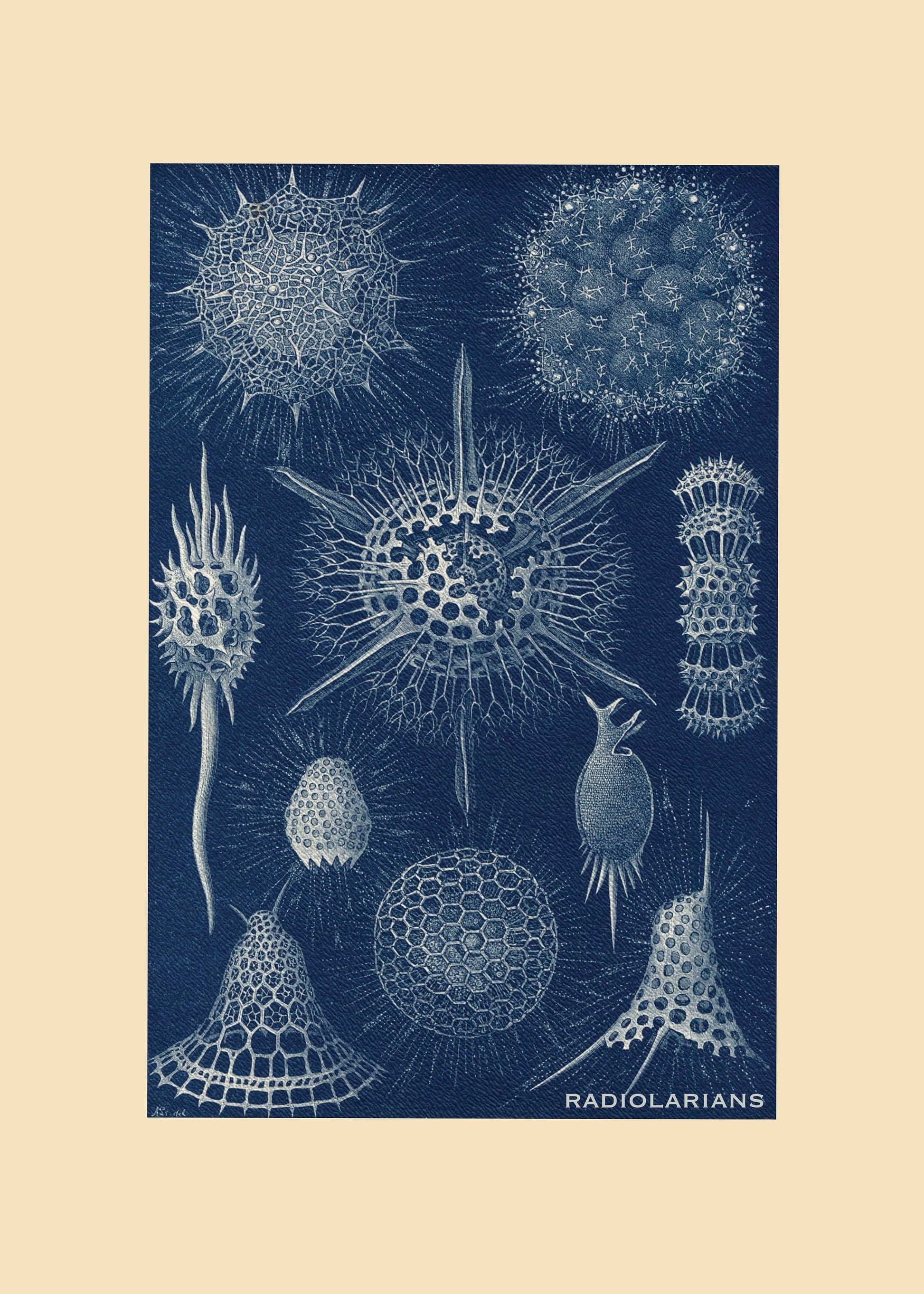 Radiolarians Print – antique art print from Ninska Designs