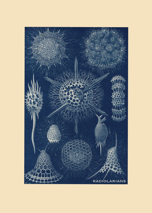 Radiolarians Print – antique art print from Ninska Designs