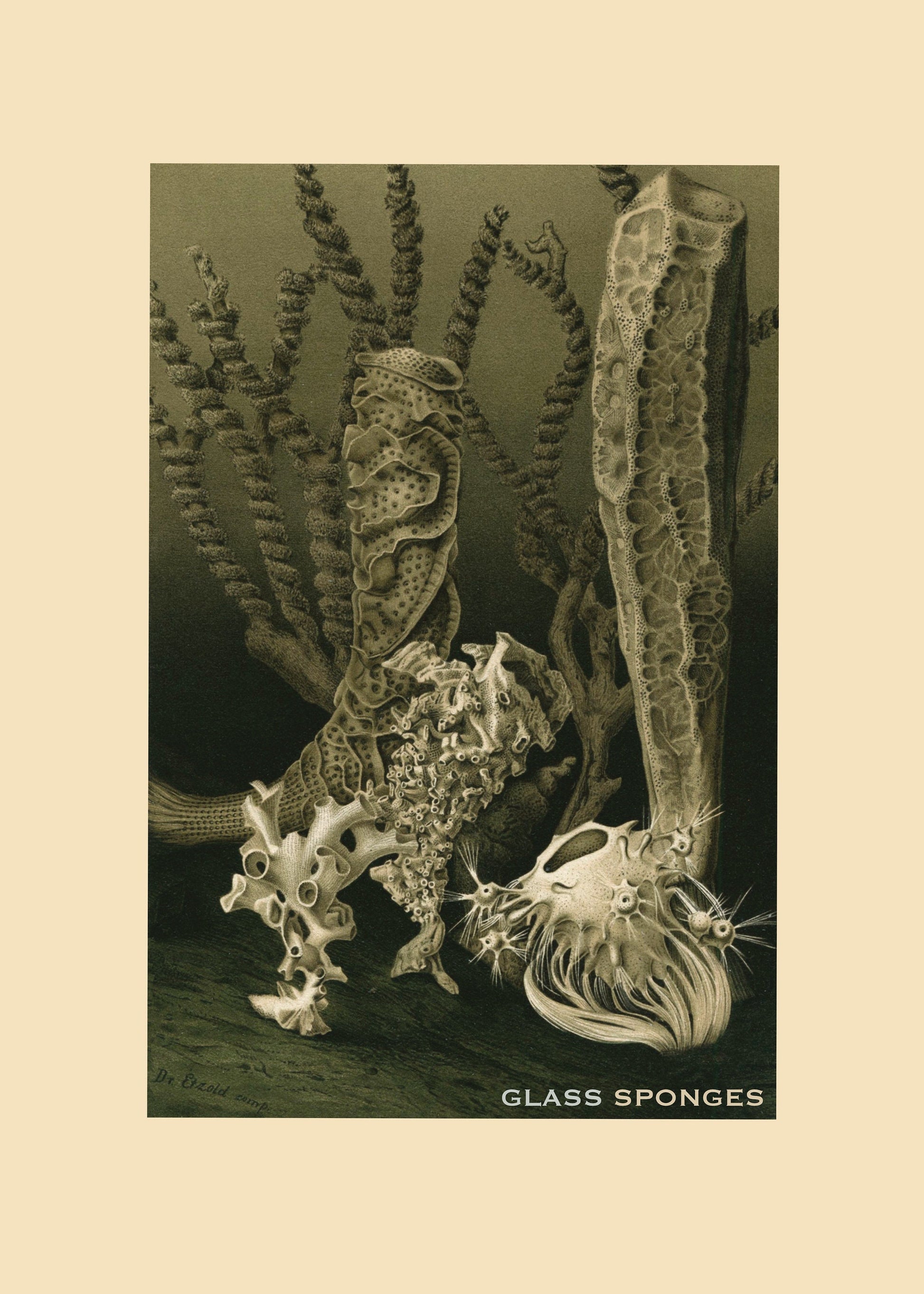 Glass Sponges Print – antique art print from Ninska Designs