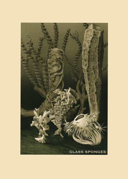 Glass Sponges Print – antique art print from Ninska Designs