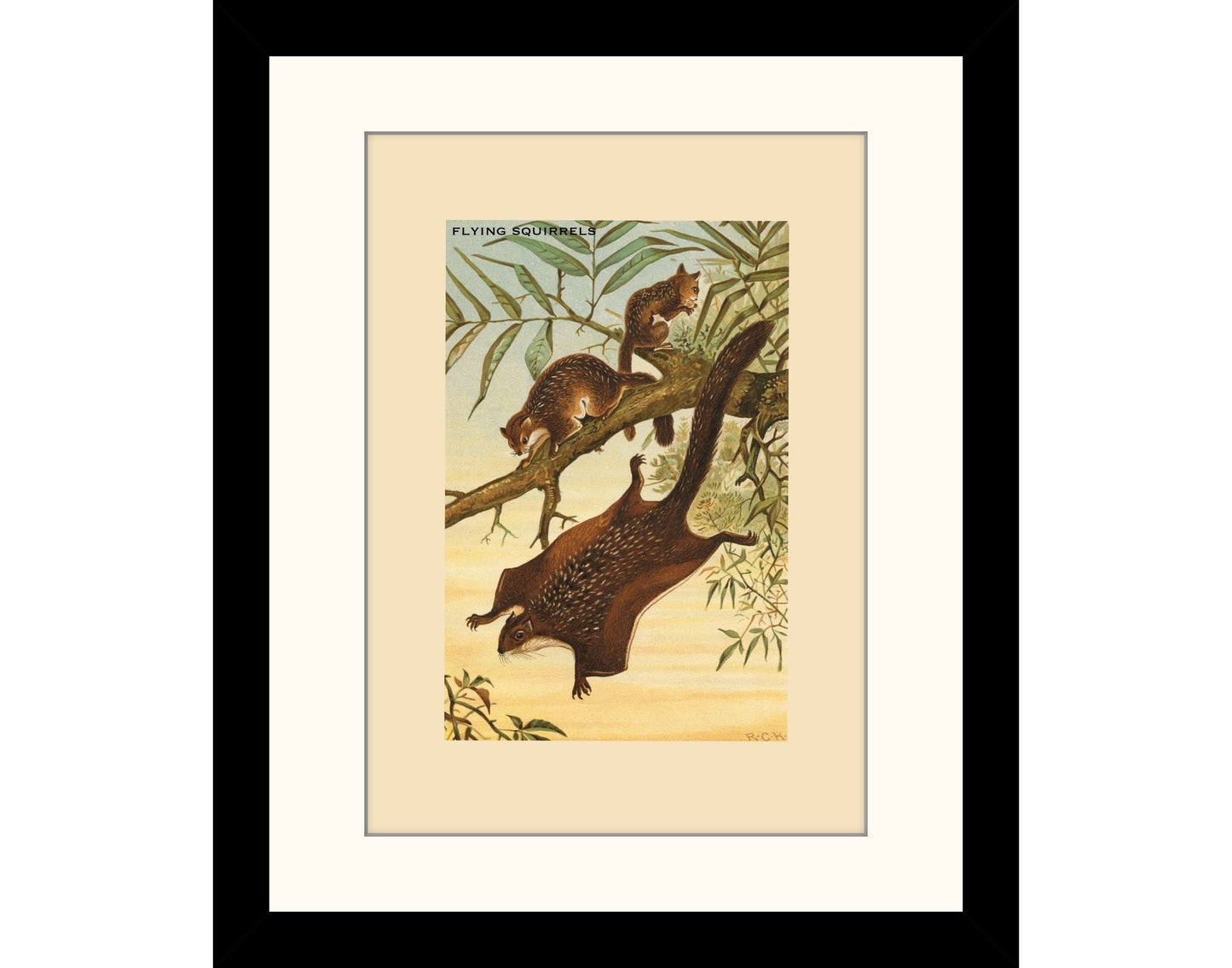 Flying Squirrels Print