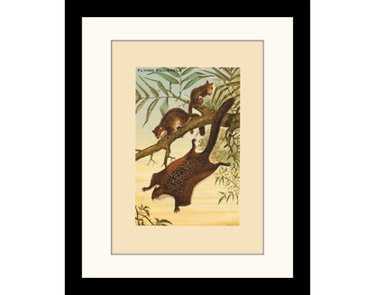 Flying Squirrels Print
