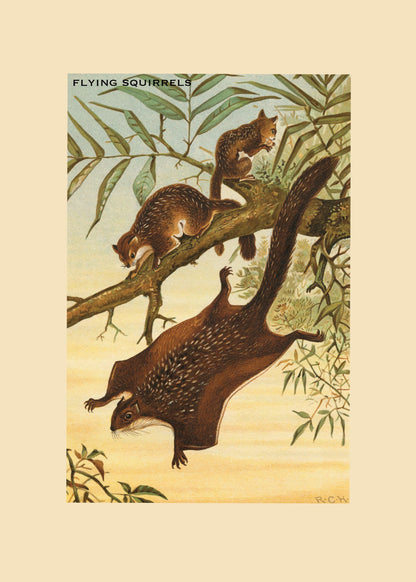 Flying Squirrels Print – antique art print from Ninska Designs
