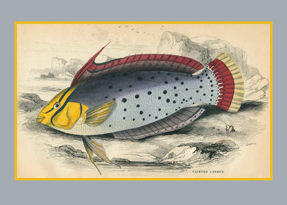 Painted Labrus Print – antique art print from Ninska Designs