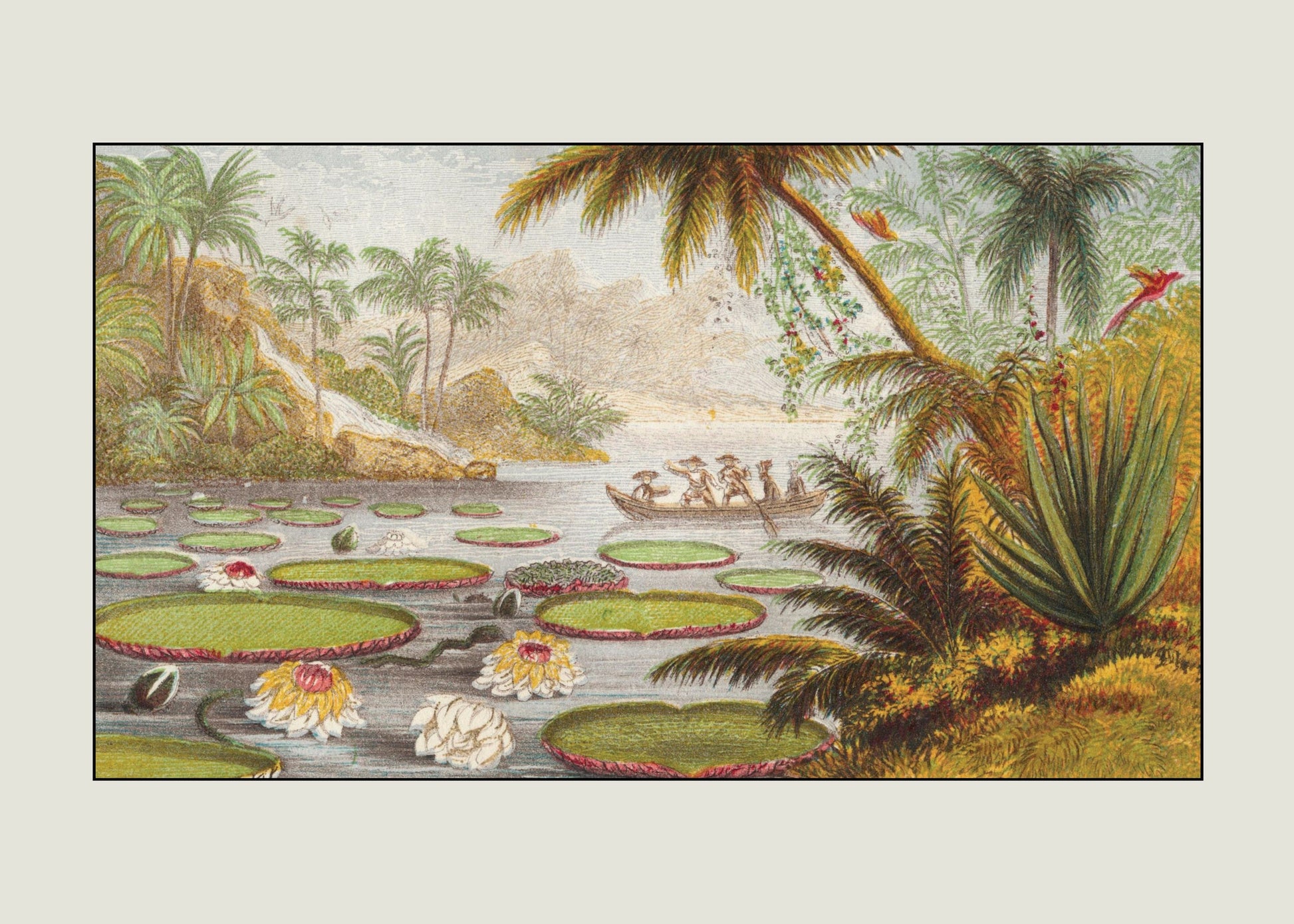 Victoria Regia Lily Print – antique art print from Ninska Designs