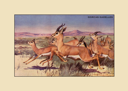 Dorcas Gazelles Print – antique art print from Ninska Designs
