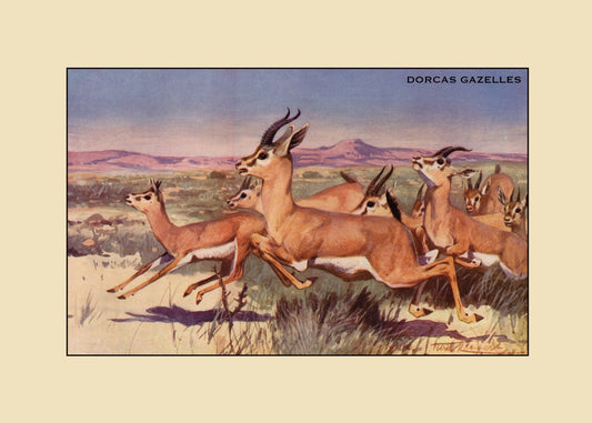 Dorcas Gazelles Print – antique art print from Ninska Designs