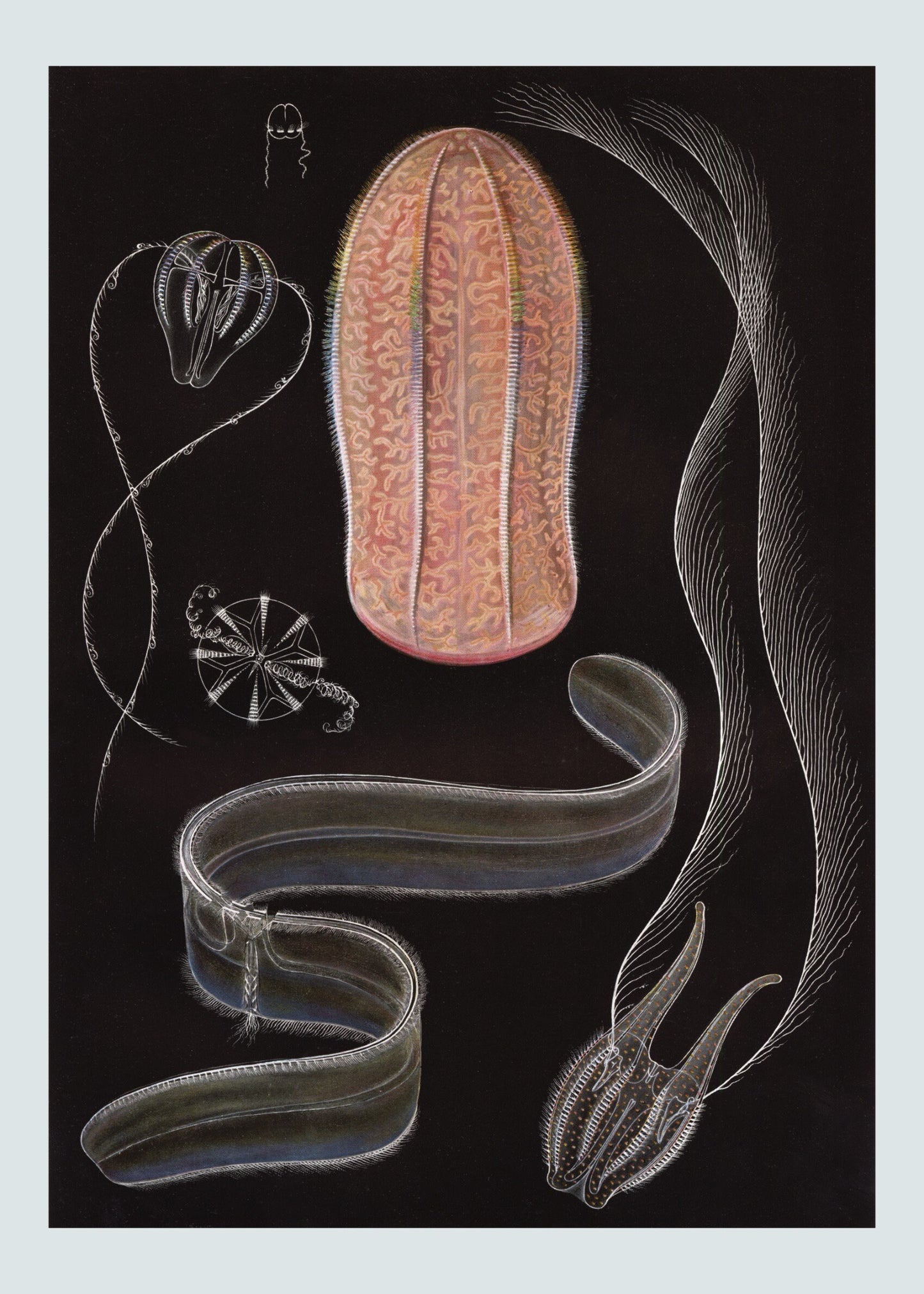 Hormiphora Print – antique art print from Ninska Designs