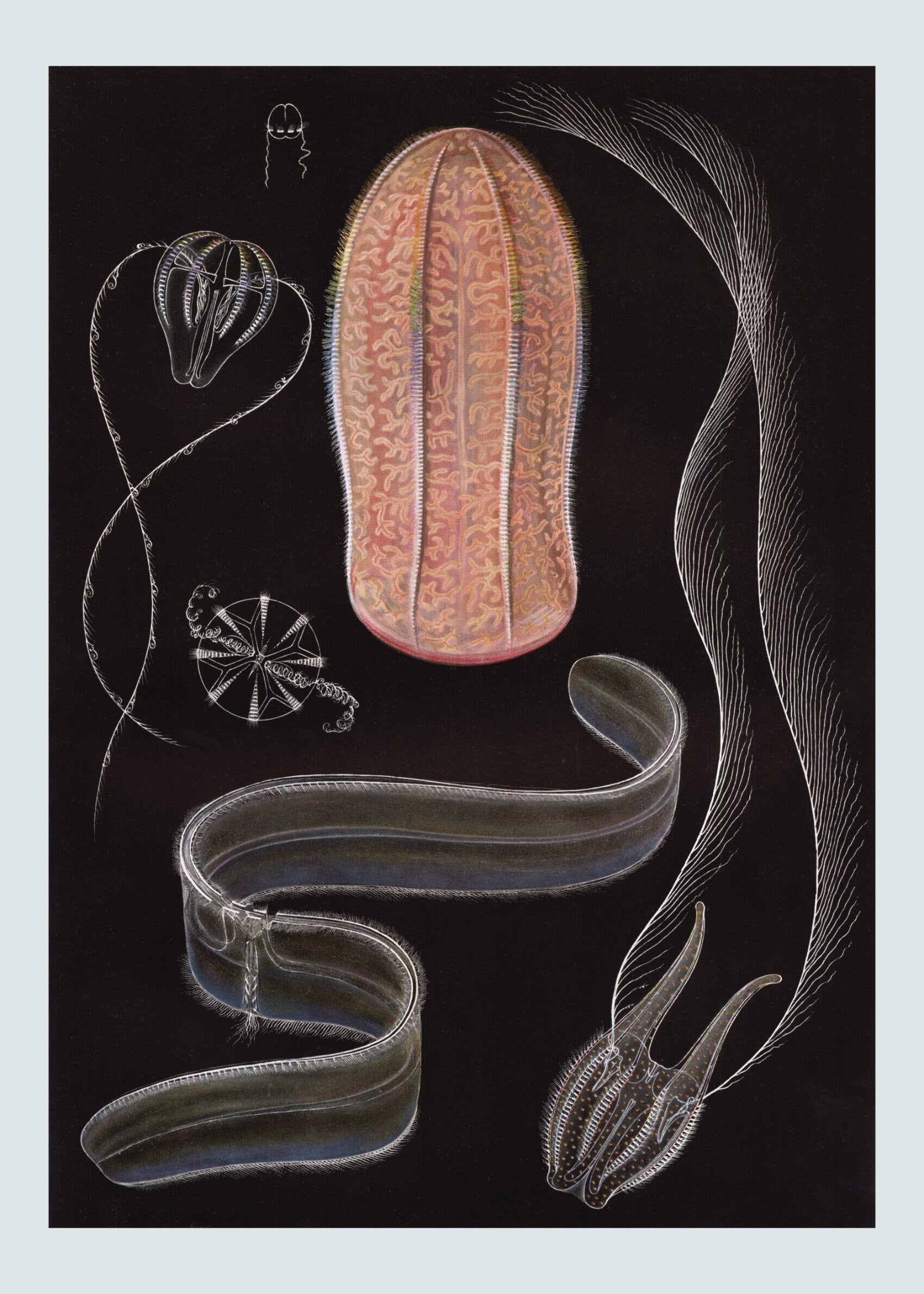 Hormiphora Print – antique art print from Ninska Designs