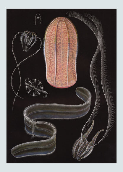 Hormiphora Print – antique art print from Ninska Designs