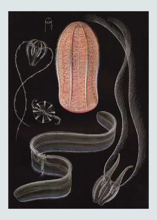 Hormiphora Print – antique art print from Ninska Designs