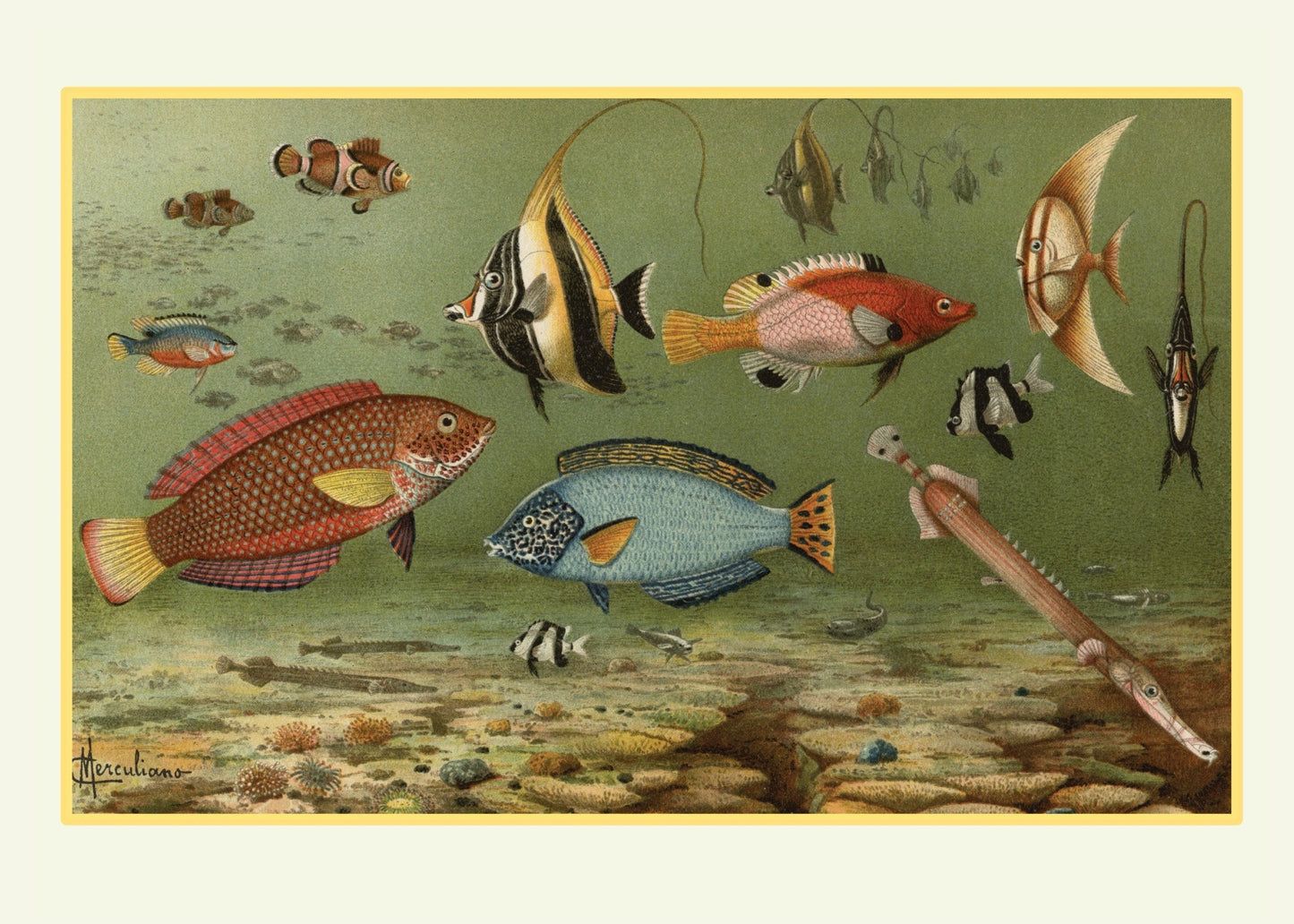 Tropical Fish Print – antique art print from Ninska Designs