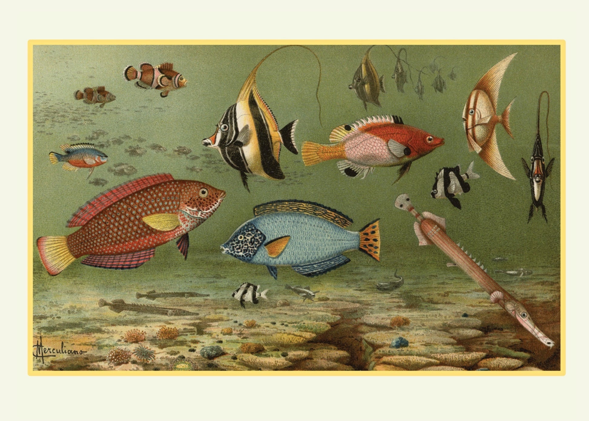 Tropical Fish Print – antique art print from Ninska Designs