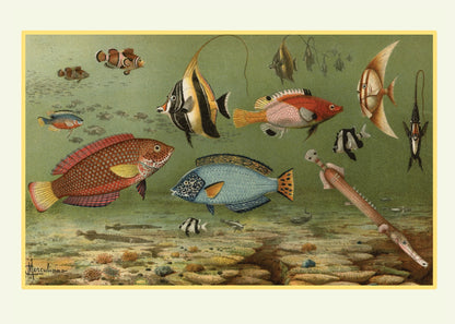 Tropical Fish Print – antique art print from Ninska Designs