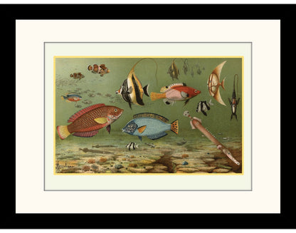 Tropical Fish Print