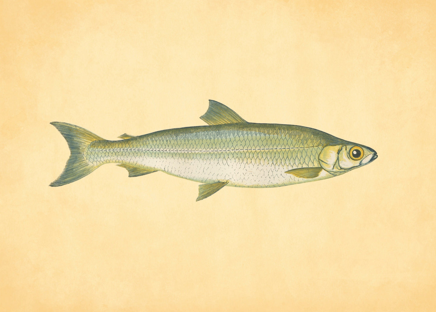 Pollan Fish Print – antique art print from Ninska Designs