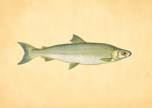 Pollan Fish Print – antique art print from Ninska Designs