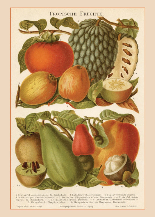 Tropical Fruit Print – antique art print from Ninska Designs