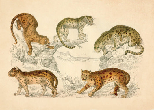 Leopard, Neuwied Cat, Clouded Tiger, Ocelot and Sumatra Cat Print – antique art print from Ninska Designs