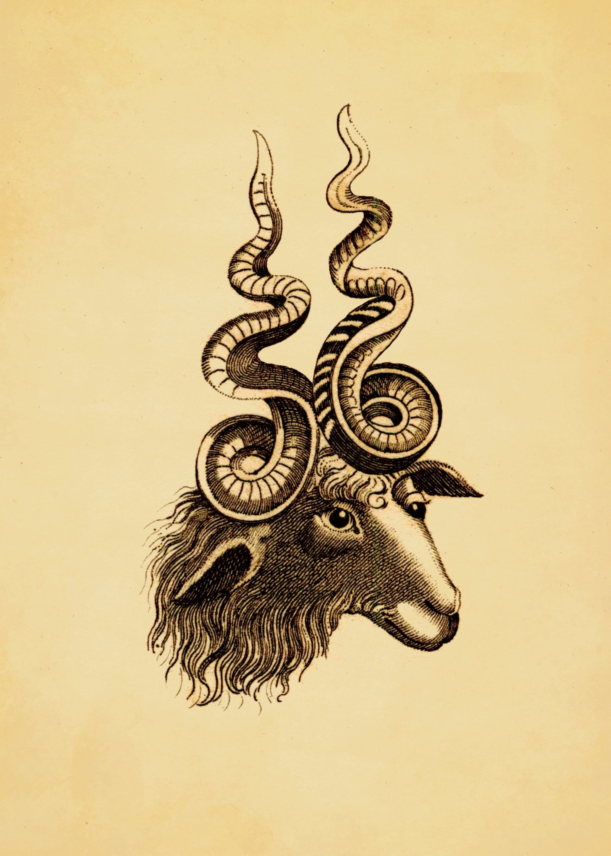 Cretan Sheep Print – antique art print from Ninska Designs