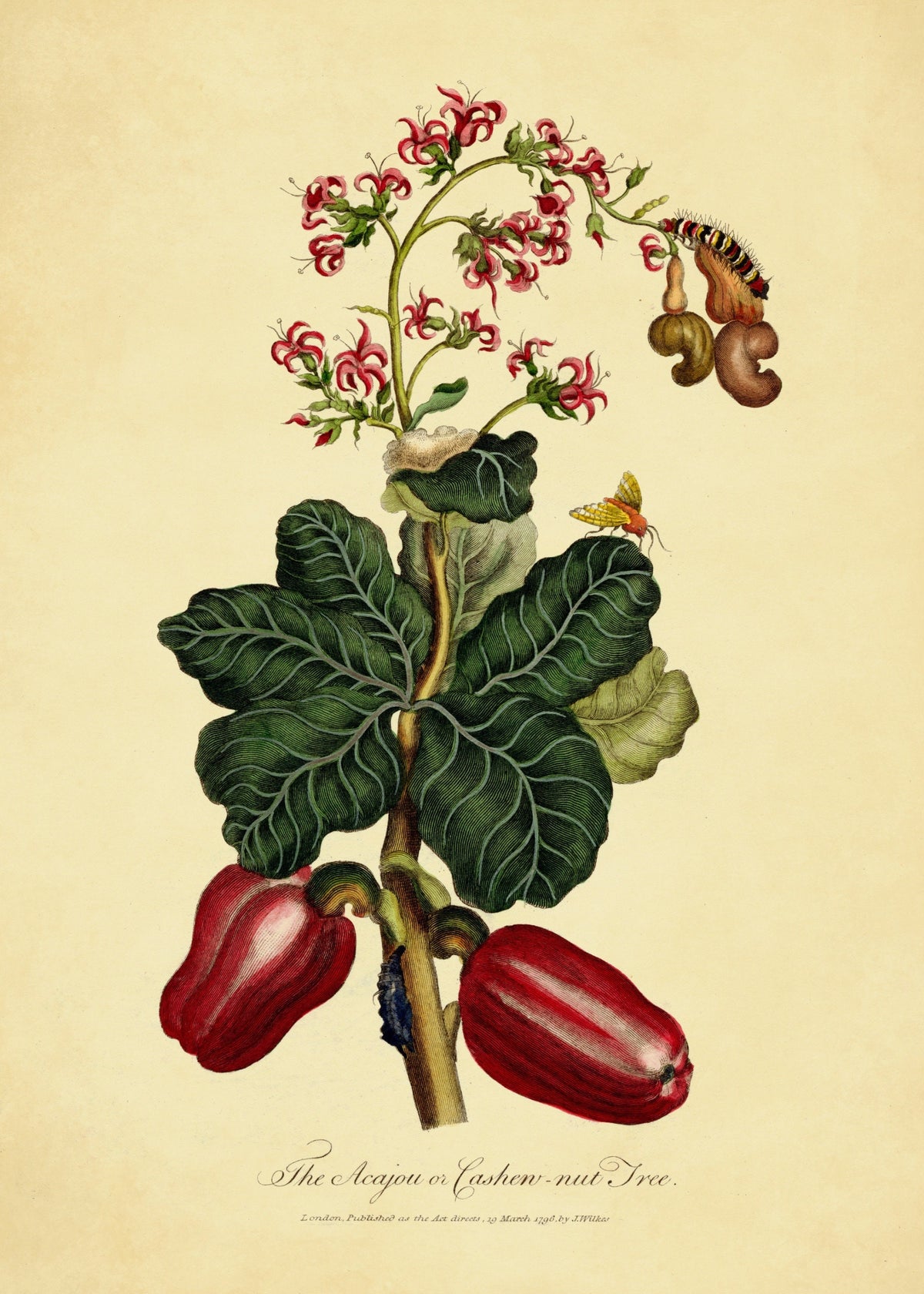 The Acajou or Cashew Nut Tree Print ‚Äì antique art print from Ninska Designs