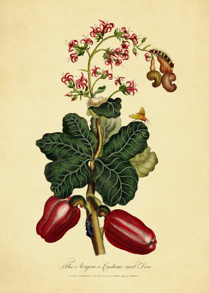 The Acajou or Cashew Nut Tree Print ‚Äì antique art print from Ninska Designs