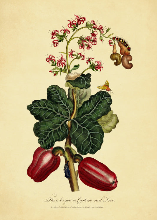 The Acajou or Cashew Nut Tree Print – antique art print from Ninska Designs
