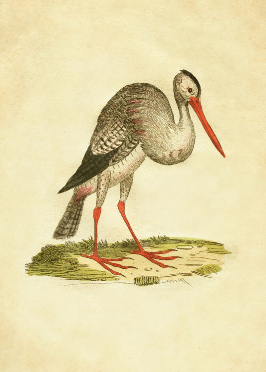 Stork Print – antique art print from Ninska Designs