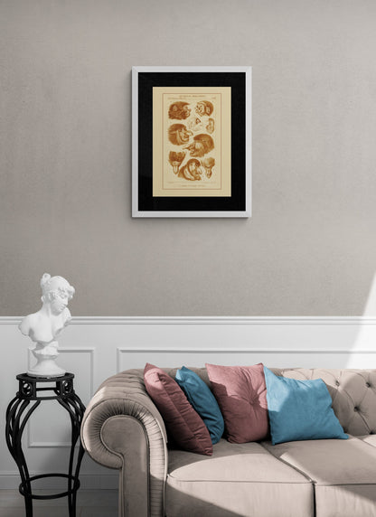 Proboscis Monkey Print