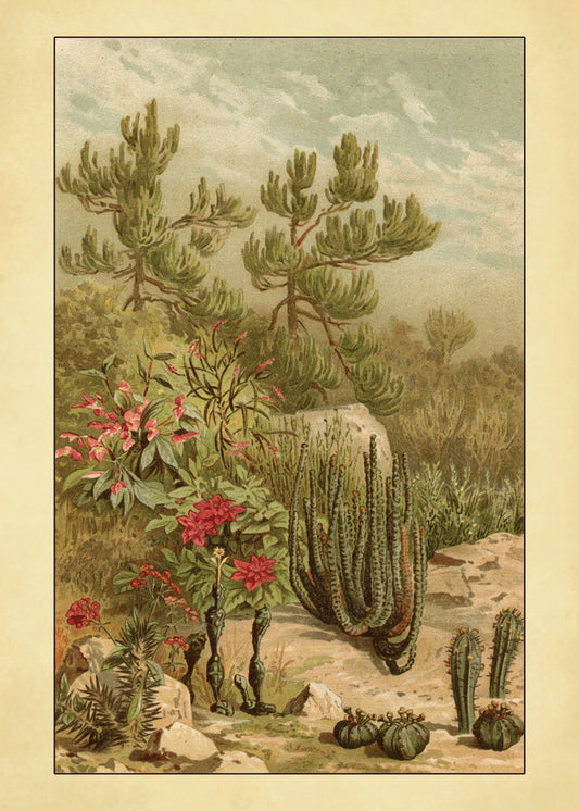 Euphorbia Plants Print – antique art print from Ninska Designs