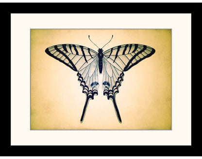 Butterfly Print