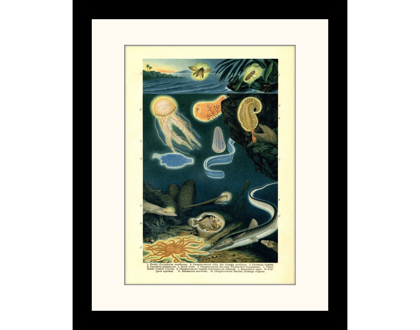 Phosphorescent Animals Print