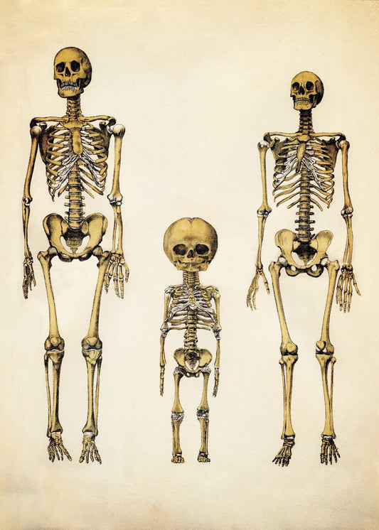 Skeleton Family Print – antique art print from Ninska Designs