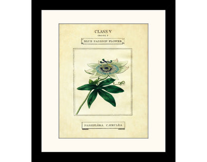 Passion Flower Print