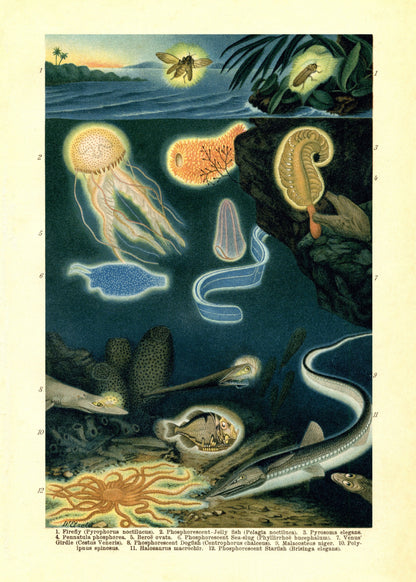 Phosphorescent Animals Print – antique art print from Ninska Designs