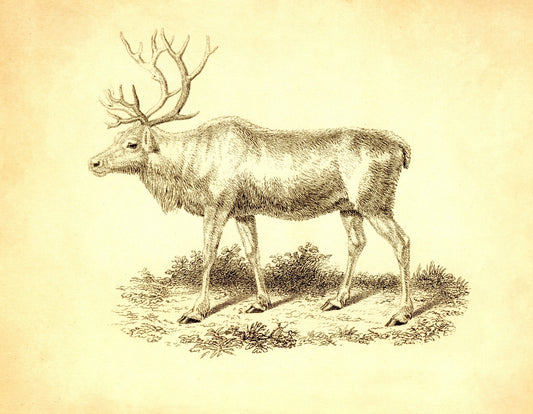Reindeer Print – antique art print from Ninska Designs